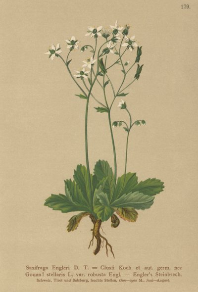 Engerlis Steinbrech von German School